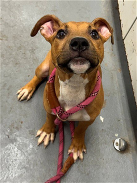 RED MANE - Pit Bull Terrier for adoption in Peoria