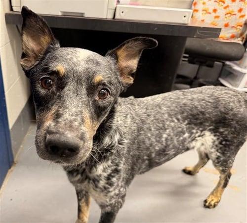 TUCKER - Australian Cattle Dog/Blue Heeler available for adoption