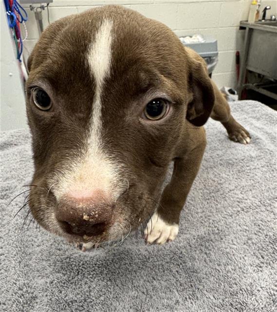 EDDIE - Pit Bull Terrier available for adoption