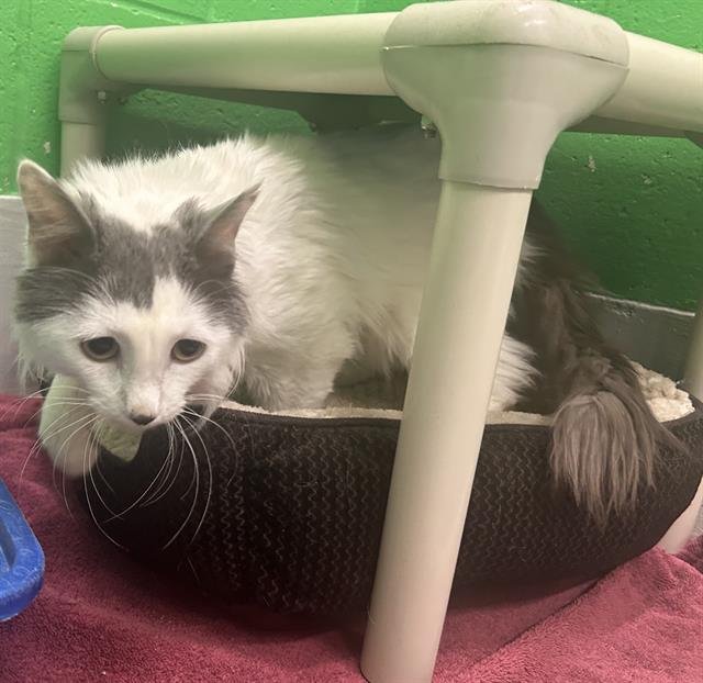 HURRICANE - Domestic Long Hair available for adoption