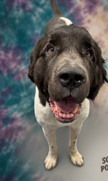 JOEY - Newfoundland Dog available for adoption