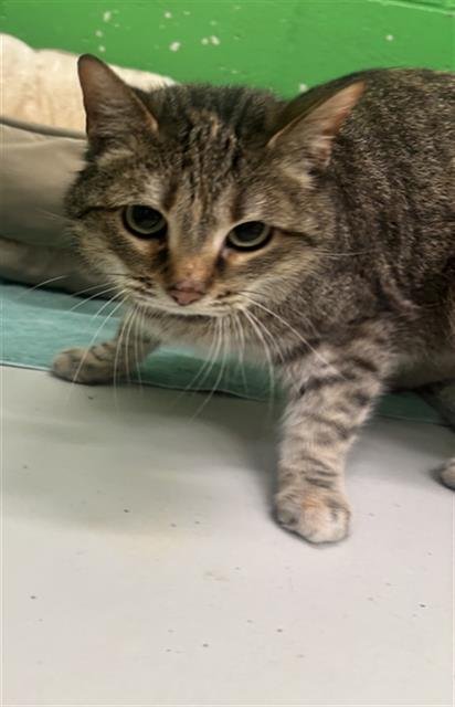 BECKY - Domestic Short Hair for adoption in Peoria