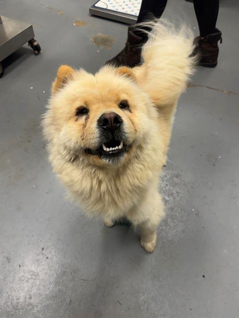 BLIPPY - Chow Chow available for adoption
