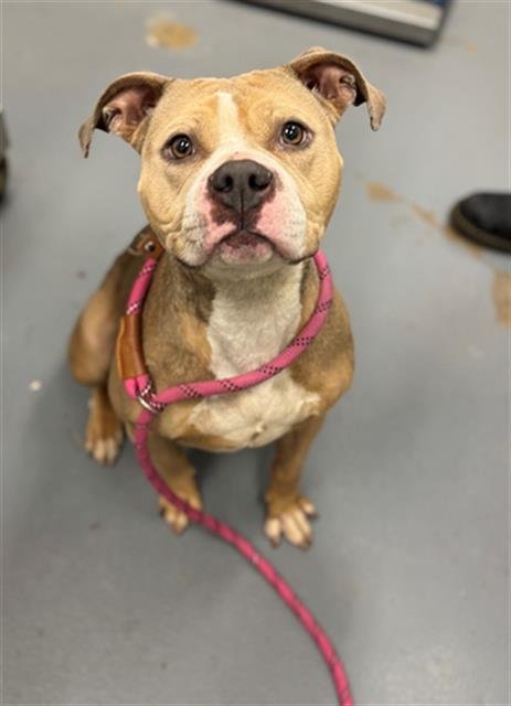 FIJI - Pit Bull Terrier available for adoption