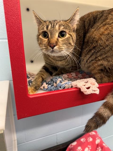 MISS ANN - Domestic Short Hair available for adoption