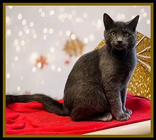 CAMERON - Domestic Short Hair available for adoption