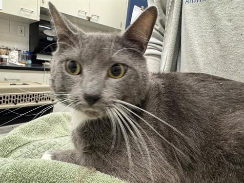 FRANCIS - Domestic Short Hair available for adoption