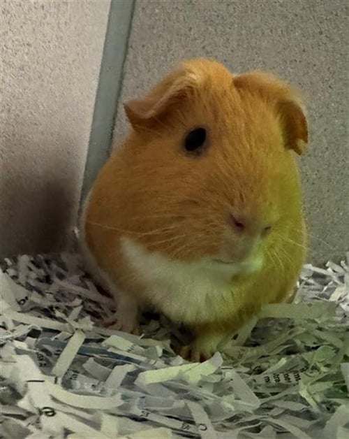 DOJA - Guinea Pig available for adoption