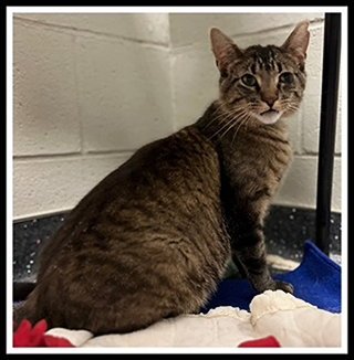 MICKEY - Domestic Short Hair available for adoption