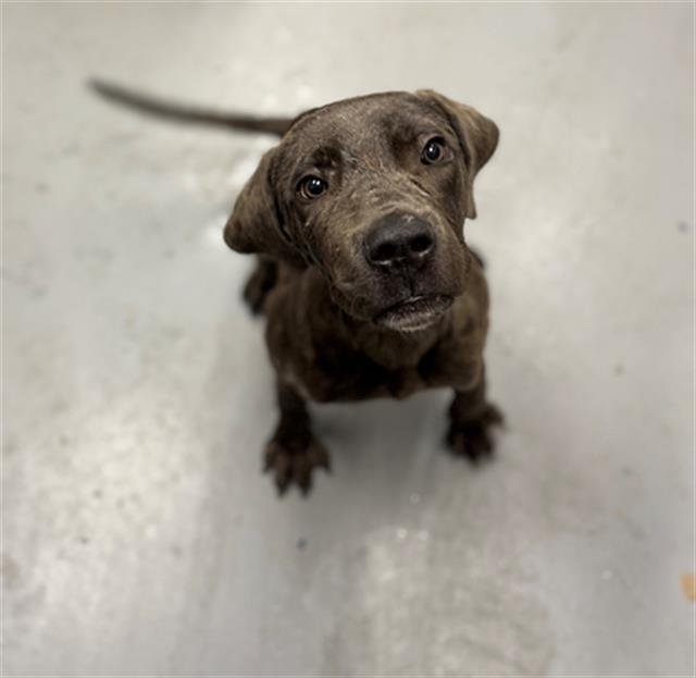 KRUMPUS - Pit Bull Terrier available for adoption