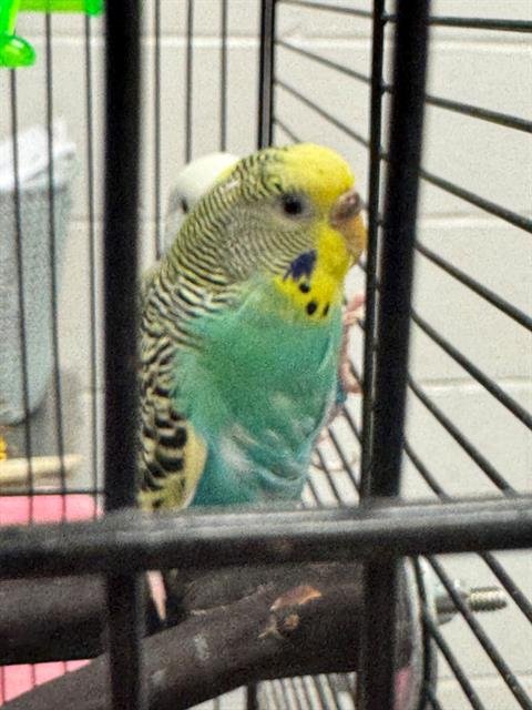 JODY - Parakeet - Other available for adoption