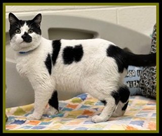 WILL - Domestic Short Hair available for adoption