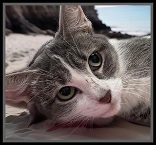 MOLLY - Domestic Short Hair available for adoption