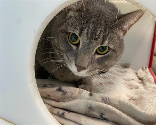 ASH - Domestic Short Hair available for adoption