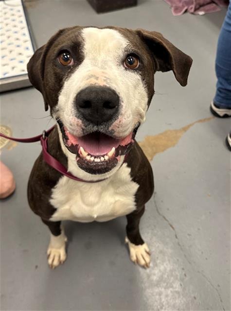 CORINNA - Pit Bull Terrier available for adoption