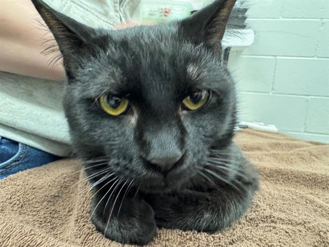 LLEWELLYN - Domestic Short Hair available for adoption