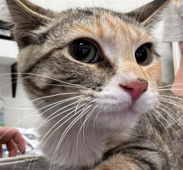 NIBBLES - Domestic Short Hair available for adoption