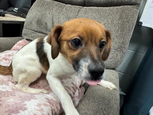 JIMMY EAT WORLD - Terrier available for adoption