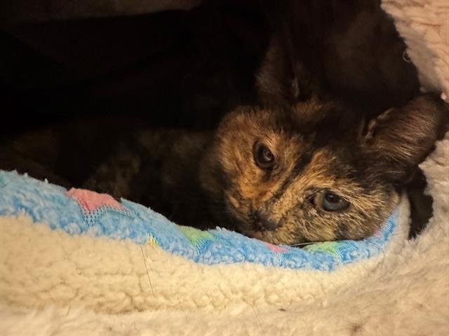 SOUP OF THE DAY - Domestic Short Hair available for adoption