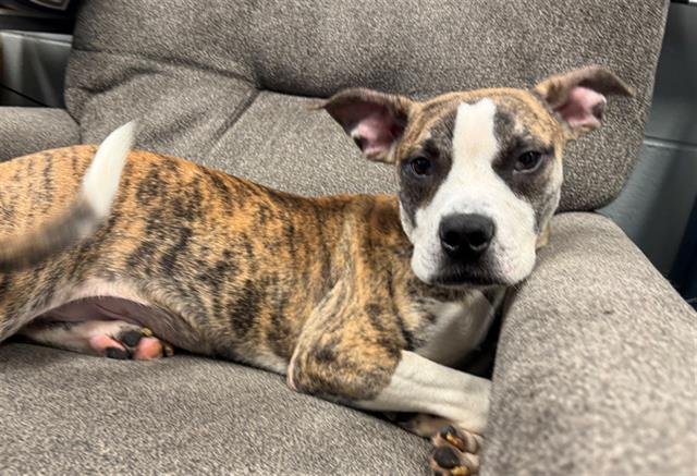 UNIVERSE - Labrador Retriever available for adoption