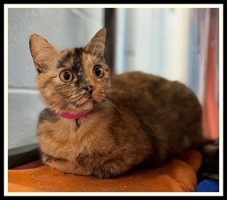 MAEVE - Domestic Medium Hair available for adoption
