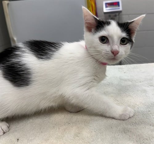MARSHMALLOW - Domestic Short Hair for adoption in Peoria