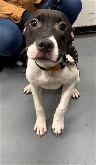 JUNIPER - Pit Bull Terrier available for adoption