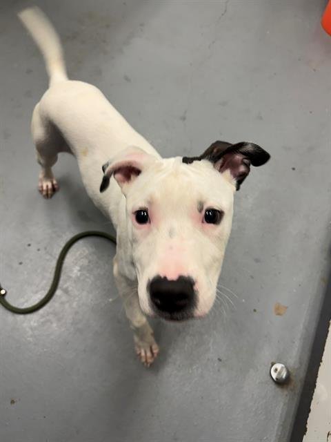 MR. WIGGLES - Pit Bull Terrier available for adoption