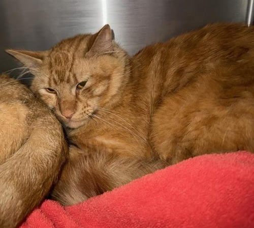 CLARK - Domestic Medium Hair available for adoption