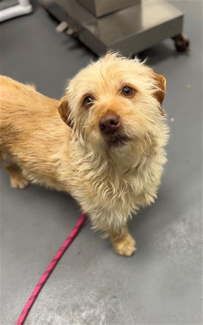 BAJIE - Labrador Retriever available for adoption