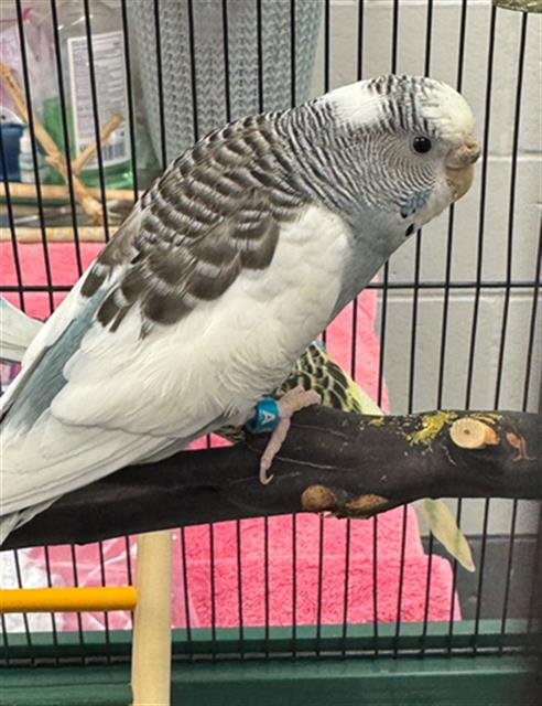 ICY - Parakeet - Other available for adoption