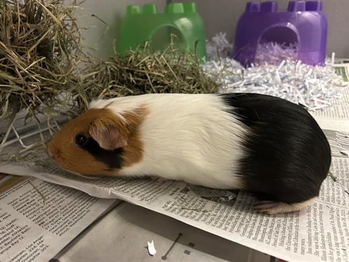 ELENA - Guinea Pig available for adoption