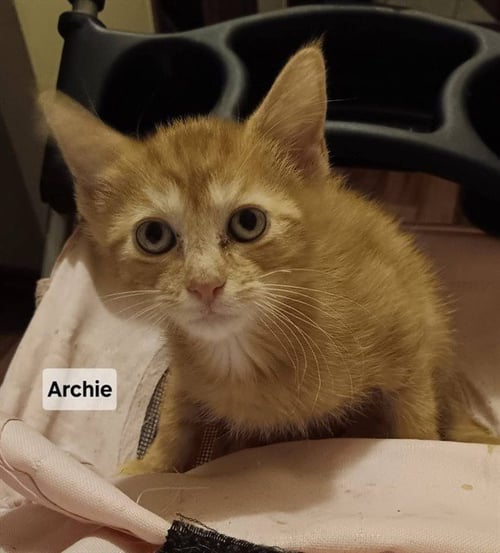 ARCHIE - Domestic Short Hair for adoption in Peoria