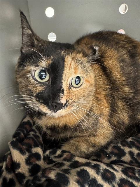 NALA - Domestic Short Hair available for adoption