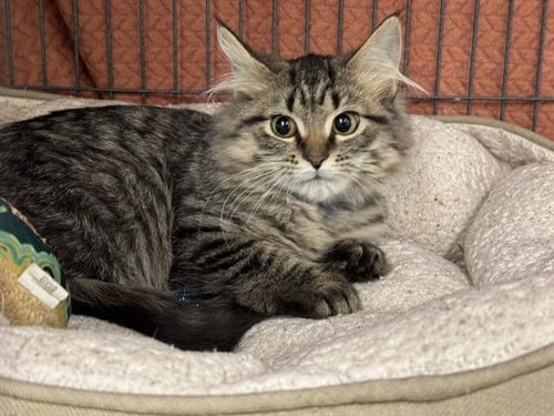 JIM - Domestic Medium Hair available for adoption