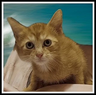 ARCHIE