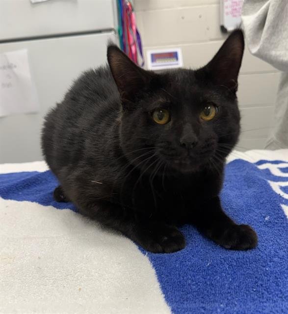 ODYSSEUS - Domestic Short Hair available for adoption