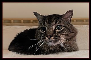 LILY - Domestic Long Hair available for adoption