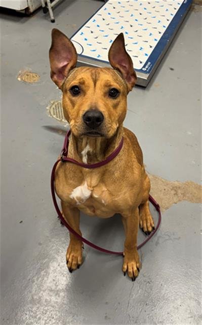 ZIPLOCK - Pit Bull Terrier for adoption in Peoria