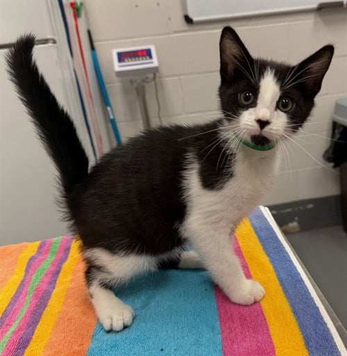 HICKORY - Domestic Short Hair available for adoption