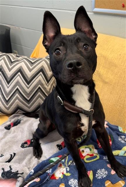 MADS - Pit Bull Terrier available for adoption