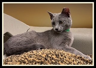 PAT - Domestic Short Hair available for adoption