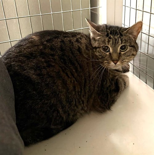 JANE PAWSTEN - Domestic Medium Hair available for adoption