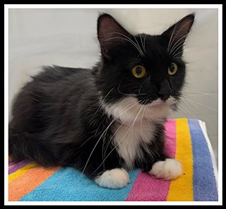 MISS ELLA - Domestic Medium Hair for adoption in Peoria