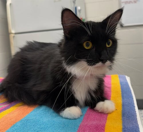 MISS ELLA - Domestic Medium Hair available for adoption