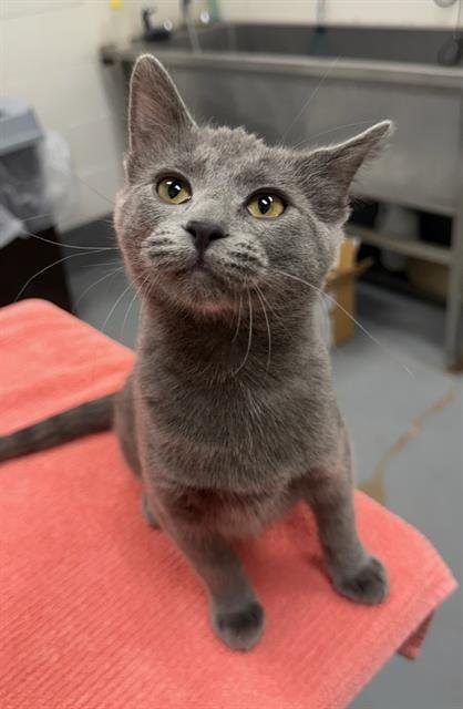 ZORRO - Domestic Short Hair available for adoption