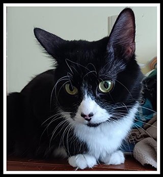 KEELY - Domestic Medium Hair available for adoption