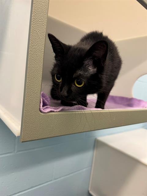 VERONICA - Domestic Short Hair available for adoption