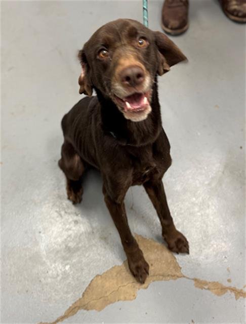 LIME - Labrador Retriever available for adoption