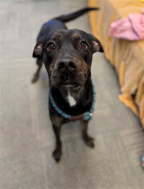 VIXEY - Labrador Retriever available for adoption